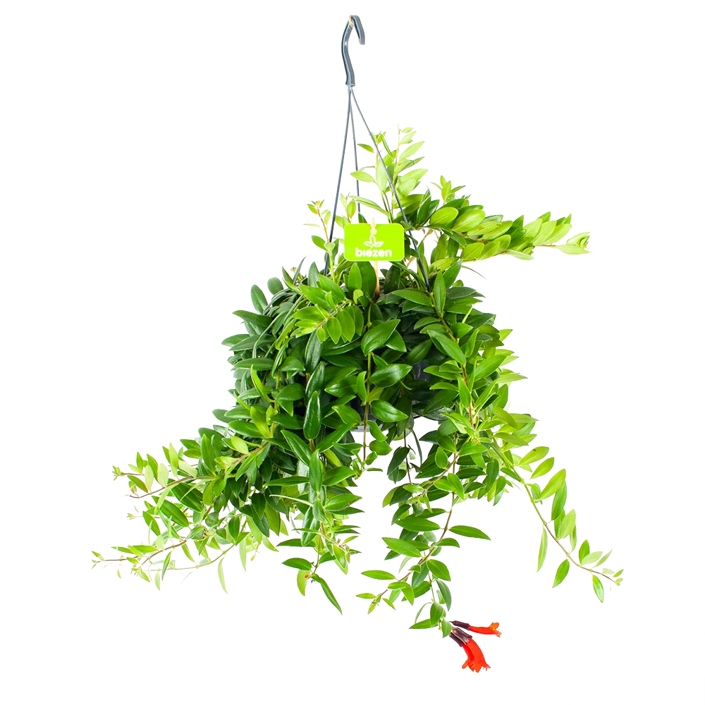 Aeschynanthus Caroline - Lipstickplant - In Hangpot - P15 H25 - Kamerplant 3 Aeschynanthus Caroline - Lipstickplant - In Hangpot - P15 H25 - Kamerplant