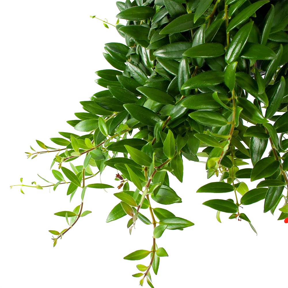 Aeschynanthus Caroline - Lipstickplant - In Hangpot - P15 H25 - Kamerplant 4 Aeschynanthus Caroline - Lipstickplant - In Hangpot - P15 H25 - Kamerplant - Afbeelding 2