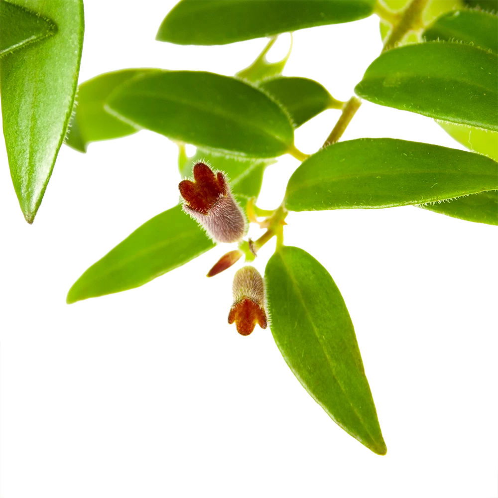 Aeschynanthus Caroline - Lipstickplant - In Hangpot - P15 H25 - Kamerplant 5 Aeschynanthus Caroline - Lipstickplant - In Hangpot - P15 H25 - Kamerplant - Afbeelding 3