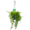 Aeschynanthus Japhrolepis - Lipstickplant - In Hangpot - P17 H50 - Kamerplant -Groen Decor Verkoop aeschynanthus japhrolepis lipstickplant in hangpot p17 h50 1