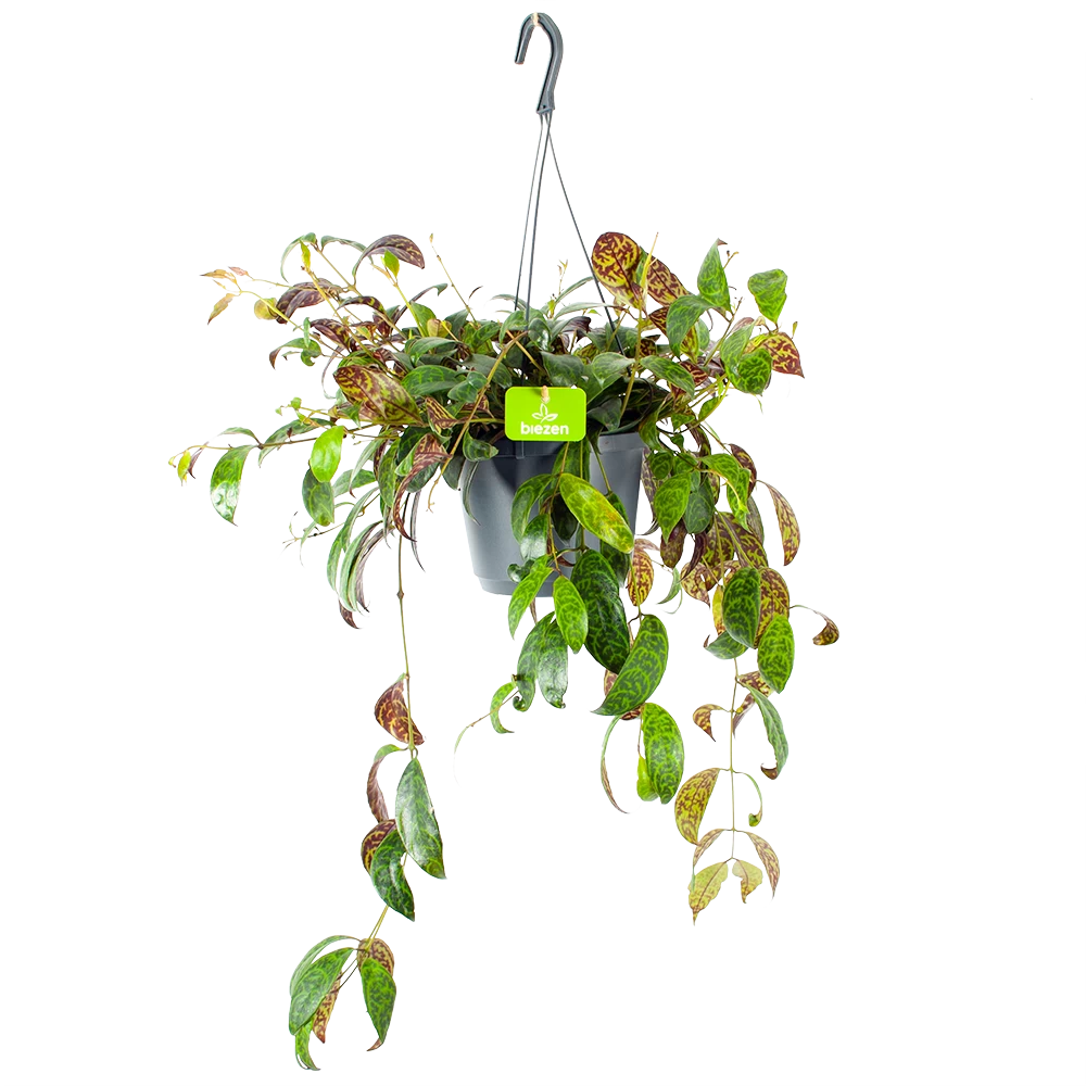 Aeschynanthus Marmoratus - Lipstickplant - In Hangpot - P17 H40 - Kamerplant 3 Aeschynanthus Marmoratus - Lipstickplant - In Hangpot - P17 H40 - Kamerplant