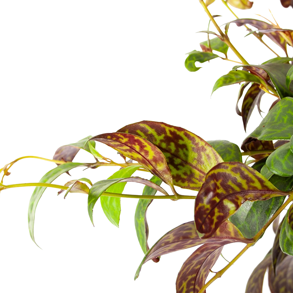 Aeschynanthus Marmoratus - Lipstickplant - In Hangpot - P17 H40 - Kamerplant 4 Aeschynanthus Marmoratus - Lipstickplant - In Hangpot - P17 H40 - Kamerplant - Afbeelding 2