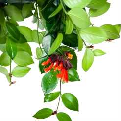 Aeschynanthus Monalisa - Lipstickplant - In Hangpot - P15 H20 - Kamerplant 8 Aeschynanthus Monalisa - Lipstickplant - In Hangpot - P15 H20 - Kamerplant -Groen Decor Verkoop aeschynanthus monalisa lipstickplant in hangpot p15 5