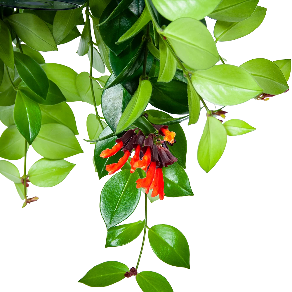 Aeschynanthus Monalisa - Lipstickplant - In Hangpot - P15 H20 - Kamerplant 5 Aeschynanthus Monalisa - Lipstickplant - In Hangpot - P15 H20 - Kamerplant - Afbeelding 3
