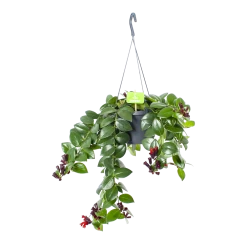 Aeschynanthus Monalisa - Lipstickplant - In Hangpot - P17 H40 - Kamerplant