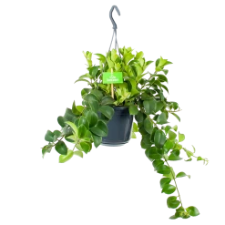 Aeschynanthus Monalisa - Lipstickplant - In Hangpot - P15 H20 - Kamerplant