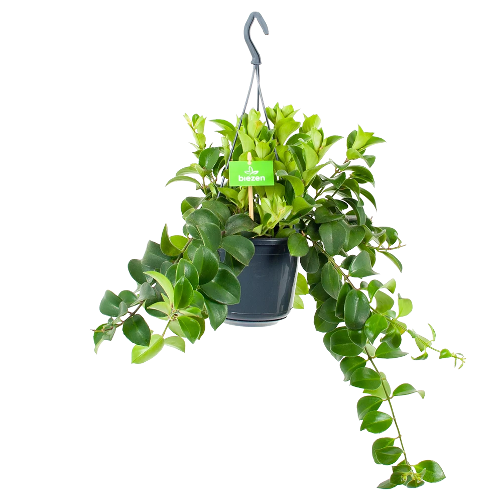 Aeschynanthus Monalisa - Lipstickplant - In Hangpot - P15 H20 - Kamerplant 3 Aeschynanthus Monalisa - Lipstickplant - In Hangpot - P15 H20 - Kamerplant