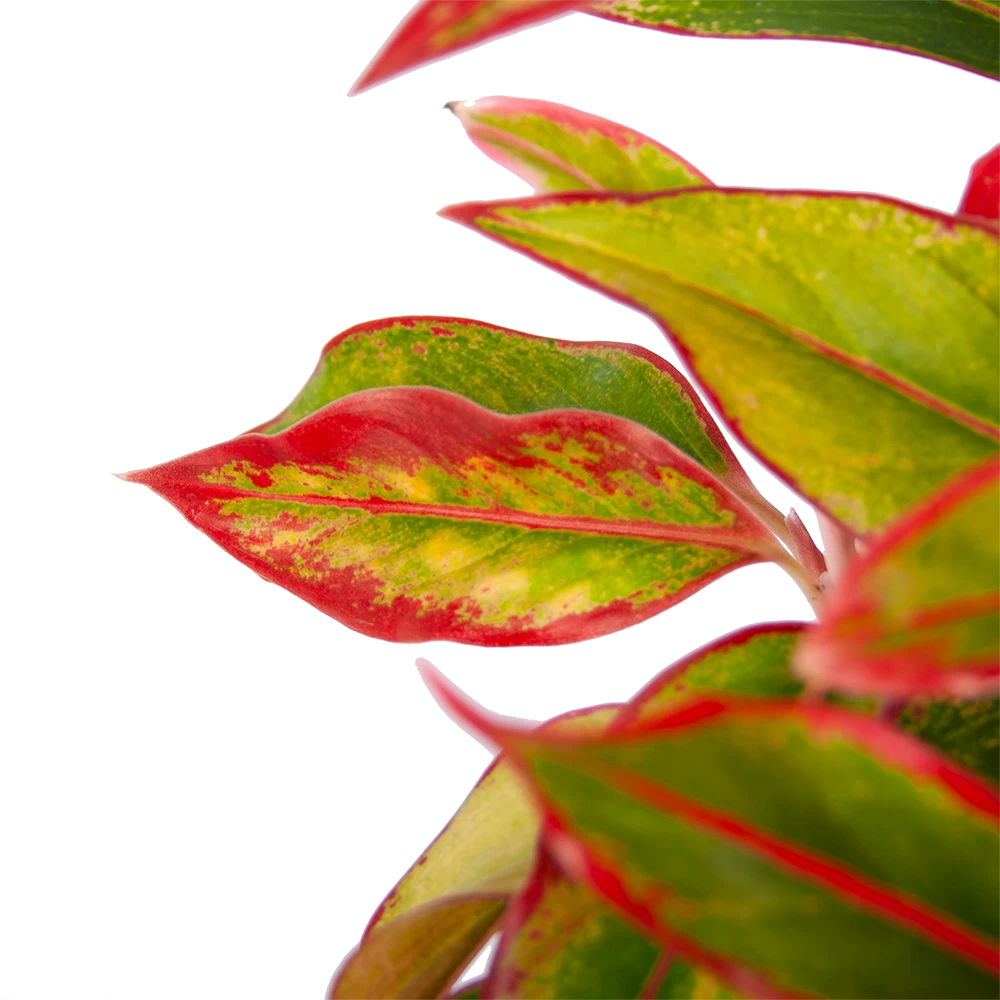 Aglaonema Light Star - P19 H35 - Kamerplant 4 Aglaonema Light Star - P19 H35 - Kamerplant - Afbeelding 2