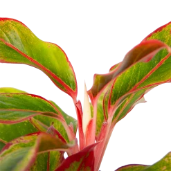Aglaonema Light Star - P19 H35 - Kamerplant 8 Aglaonema Light Star - P19 H35 - Kamerplant -Groen Decor Verkoop aglaonema light star p19 h35 4