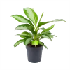 Aglaonema Silver Moon - P19 H50 - Kamerplant 2 Aglaonema Silver Moon - P19 H50 - Kamerplant -Groen Decor Verkoop aglaonema silver moon p19 h50 1 3