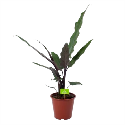 Alocasia Lauterbachiana - Olifantsoor - P19 H70 - Kamerplant