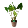 Alocasia Zebrina - Olifantsoor - P24 H90 - Kamerplant -Groen Decor Verkoop alocasia zebrina olifantsoor p24 h90 1