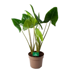 Alocasia Zebrina - Olifantsoor - P24 H90 - Kamerplant