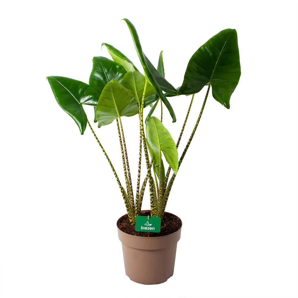 Alocasia Zebrina - Olifantsoor - P24 H90 - Kamerplant 3 Alocasia Zebrina - Olifantsoor - P24 H90 - Kamerplant