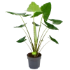 Alocasia Zebrina - Olifantsoor - P32 H120 - Kamerplant -Groen Decor Verkoop alocasia zebrina olifantsoor p32 h120 4 12