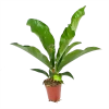 Anthurium Brownii Arrow - P15 H60 - Kamerplant -Groen Decor Verkoop anthurium brownii arrow p15 h60 1