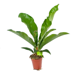 Anthurium Brownii Arrow - P15 H60 - Kamerplant
