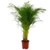 Areca - Goudpalm - P27 H180 - Kamerplant