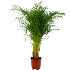 Areca - Goudpalm - P27 H180 - Kamerplant