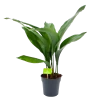 Aspidistra Elatior - Kwartjesplant - P15 H60 - Kamerplant -Groen Decor Verkoop aspidistra elatior kwartjesplant p15 h60 1 1