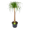 Beaucarnea Recurvata - Op Stam - Olifantenpoot - P32 H130 - Kamerplant -Groen Decor Verkoop beaucarnea recurvata op stam olifantenpoot p32 h130 1 3
