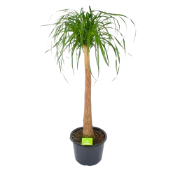 Beaucarnea Recurvata - Op Stam - Olifantenpoot - P32 H130 - Kamerplant