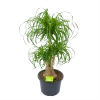 Beaucarnea Recurvata - Vertakt - Olifantenpoot - P32 H90 - Kamerplant -Groen Decor Verkoop beaucarnea recurvata vertakt olifantenpoot p32 h90 1 3