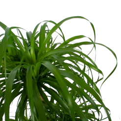 Beaucarnea Recurvata - Vertakt - Olifantenpoot - P32 H90 - Kamerplant -Groen Decor Verkoop beaucarnea recurvata vertakt olifantenpoot p32 h90 6 3