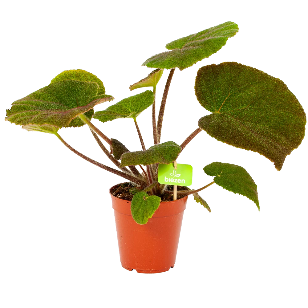 Begonia Masoniana Jungle - P15 H40 - Kamerplant 3 Begonia Masoniana Jungle - P15 H40 - Kamerplant