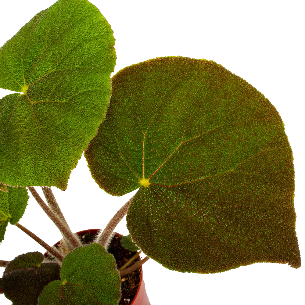 Begonia Masoniana Jungle - P15 H40 - Kamerplant 4 Begonia Masoniana Jungle - P15 H40 - Kamerplant - Afbeelding 2