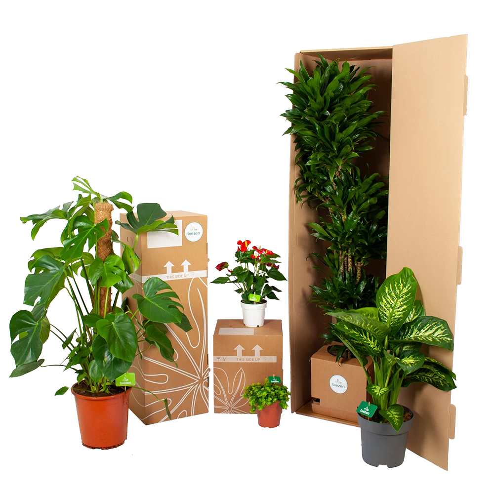 Aeschynanthus Monalisa - Lipstickplant - In Hangpot - P15 H20 - Kamerplant 6 Aeschynanthus Monalisa - Lipstickplant - In Hangpot - P15 H20 - Kamerplant - Afbeelding 4