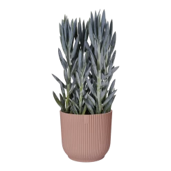 Bloempot Elho Vibes Fold Rond Wielen - D35 X H32cm - Delicaat Roze -Groen Decor Verkoop bloempot elho vibes fold rond wielen d35 x h32cm delicaat roze bloempot 3 3