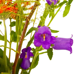 Boeket Plukgeluk Klein 11 Boeket Plukgeluk Klein -Groen Decor Verkoop boeket plukgeluk klein boeketten 4