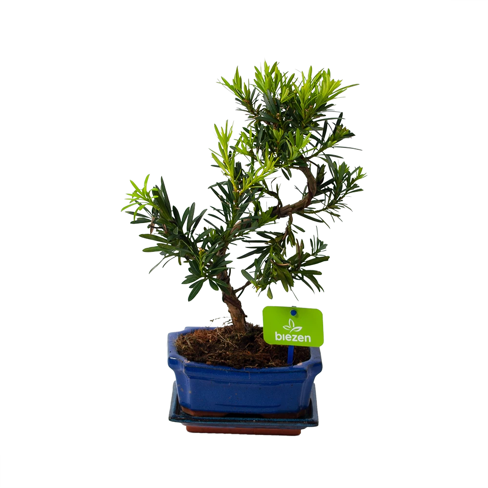 Bonsai Podocarpus Chinensis - P16 H30 - Kamerplant 3 Bonsai Podocarpus Chinensis - P16 H30 - Kamerplant