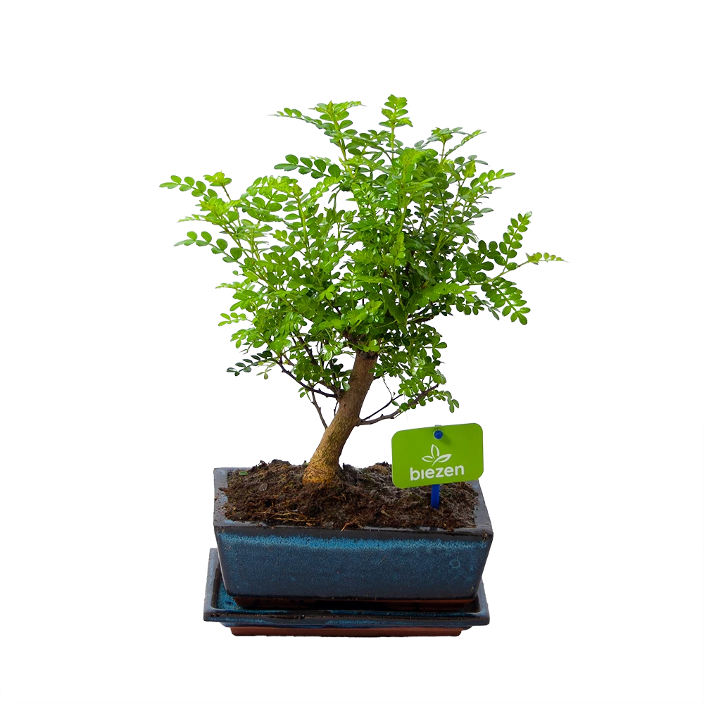 Bonsai Zanthoxylum Piperitum - Peperboom - P20 H30 - Kamerplant 3 Bonsai Zanthoxylum Piperitum - Peperboom - P20 H30 - Kamerplant