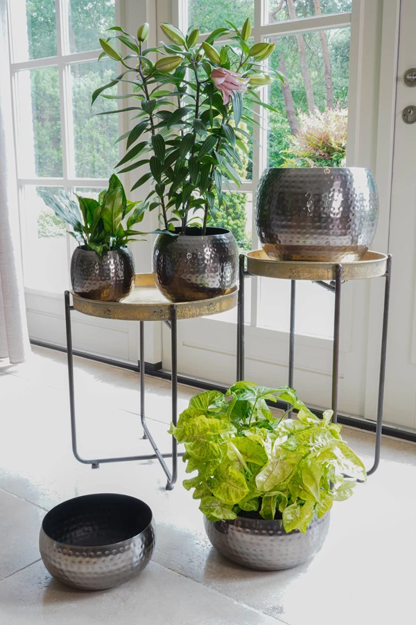 Plantenschaal Kody - D24 X H11cm - Lood 4 Plantenschaal Kody - D24 X H11cm - Lood - Afbeelding 2