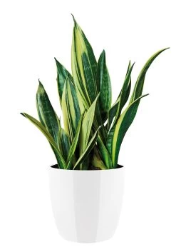 Bloempot Elho Brussels Diamond Rond 30cm - Wit -Groen Decor Verkoop brussels diamond rond 30cm bloempot wit 6 20