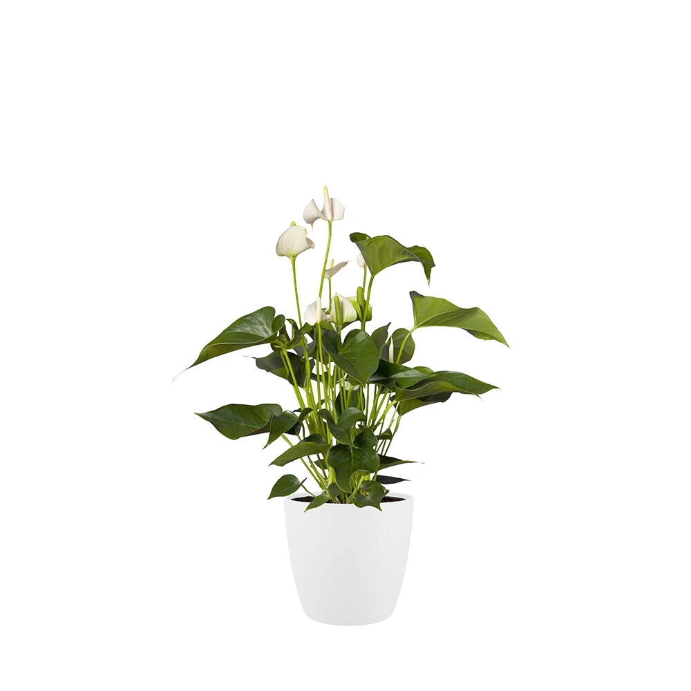 Bloempot Elho Brussels Rond 25cm - Wit 4 Bloempot Elho Brussels Rond 25cm - Wit - Afbeelding 2
