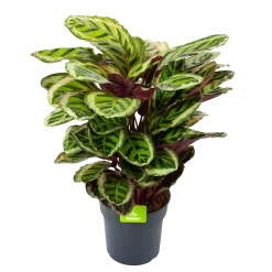 Nieuwkomers 1 Calathea Angela - Livingplant - P27 H80 - Kamerplant