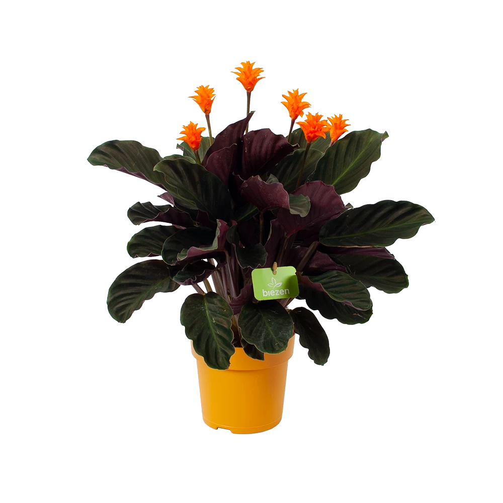 Calathea Crocata - Eeuwige Vlam - P15 H45 - Kamerplant 3 Calathea Crocata - Eeuwige Vlam - P15 H45 - Kamerplant