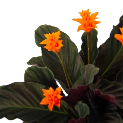 Calathea Crocata - Eeuwige Vlam - P15 H45 - Kamerplant 7 Calathea Crocata - Eeuwige Vlam - P15 H45 - Kamerplant -Groen Decor Verkoop calathea crocata eeuwige vlam p15 h45 3