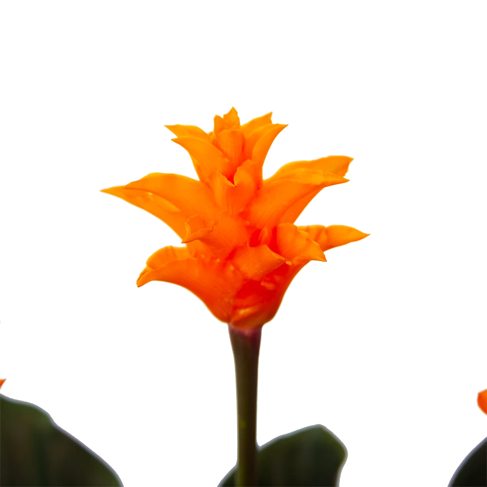 Calathea Crocata - Eeuwige Vlam - P15 H45 - Kamerplant 5 Calathea Crocata - Eeuwige Vlam - P15 H45 - Kamerplant - Afbeelding 3