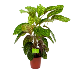 Calathea Flamestar - Schaduwplant - P19 H75 - Kamerplant