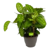 Calathea Flamestar - Schaduwplant - P32 H80 - Kamerplant 2 Calathea Flamestar - Schaduwplant - P32 H80 - Kamerplant -Groen Decor Verkoop calathea flamestar schaduwplant p32 h80 1