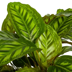 Nieuwkomers -Groen Decor Verkoop calathea flamestar schaduwplant p32 h80 4