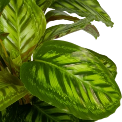 Calathea Flamestar - Schaduwplant - P32 H80 - Kamerplant -Groen Decor Verkoop calathea flamestar schaduwplant p32 h80 5