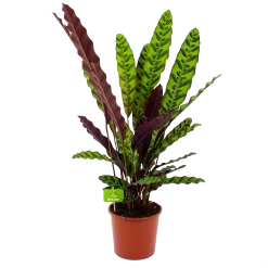 Nieuwkomers 11 Calathea Insigne - Livingplant - P17 H65 - Kamerplant