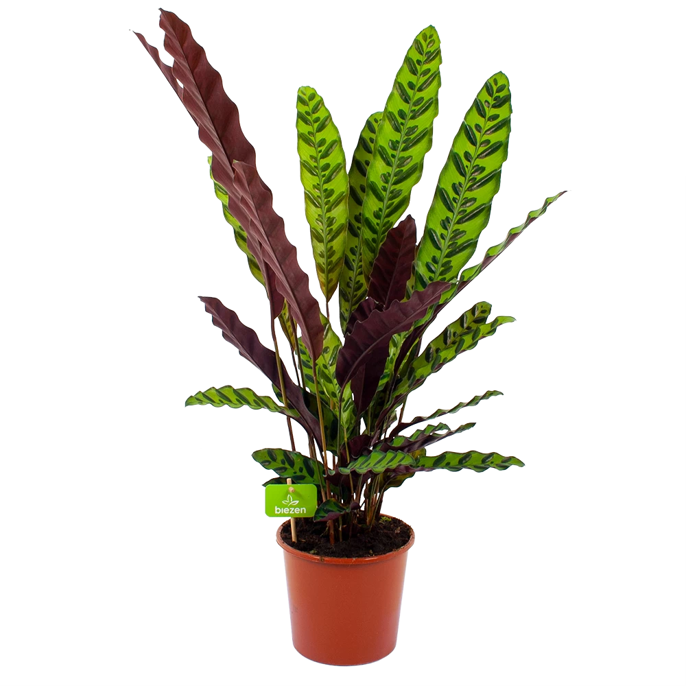 Calathea Insigne - Livingplant - P17 H65 - Kamerplant 3 Calathea Insigne - Livingplant - P17 H65 - Kamerplant
