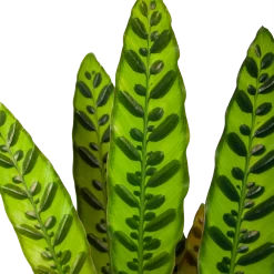 Nieuwkomers -Groen Decor Verkoop calathea insigne livingplant p17 h65 6