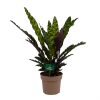 Calathea Insigne - Livingplant - P21 H60 - Kamerplant 2 Calathea Insigne - Livingplant - P21 H60 - Kamerplant -Groen Decor Verkoop calathea insigne livingplant p21 h60 1